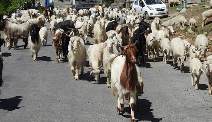 Gaddi herd of sheep and goats by Harvinder Chandigarh, Creative Commons Attribution-Share Alike 4.0